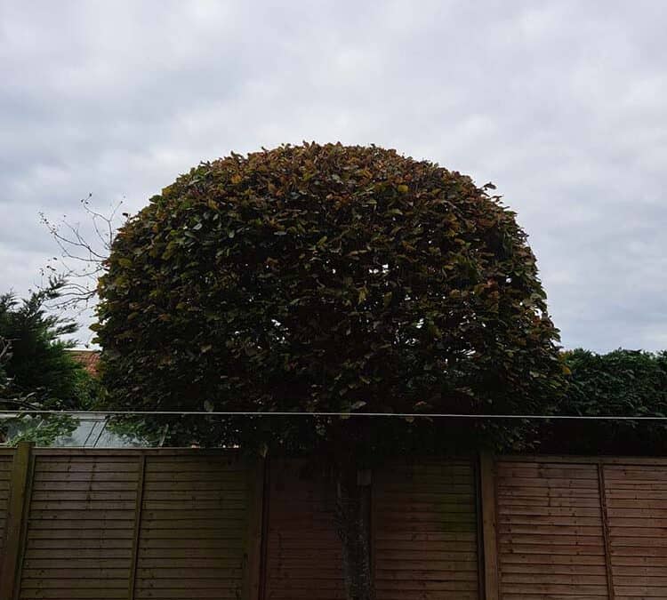 Cherry tree, Apple tree, Beech tree pruned and a conifer hedge cut back in Weston