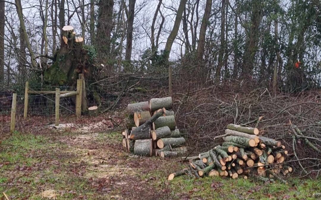 Fallen down tree cut up and all waste removed from a property in Raglan